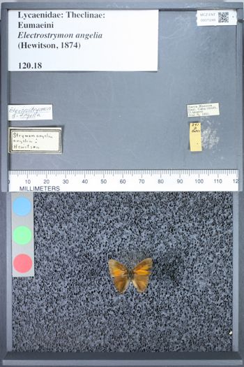 Media type: image;   Entomology 71249
